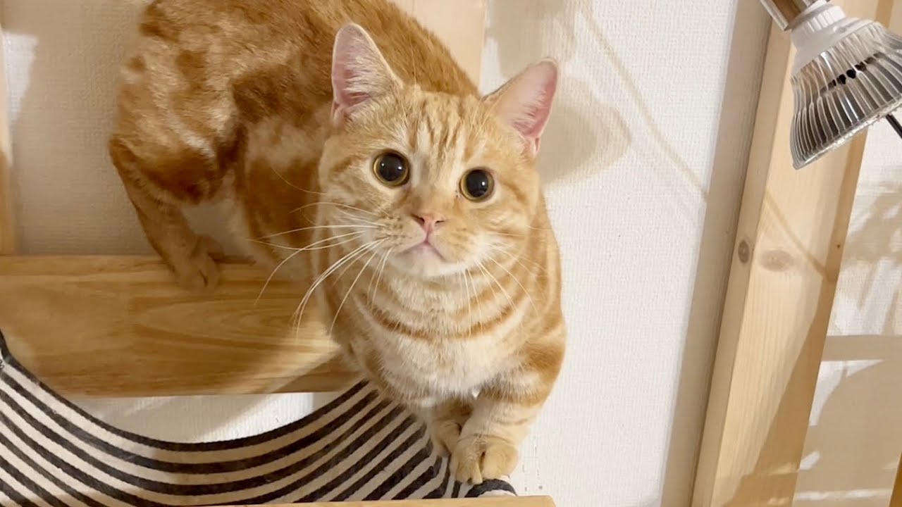 唯一、吊り橋を渡れるちゃーぼー！ #猫 #マンチカン