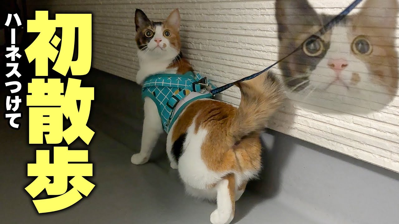 実はビビリな三毛猫と初めて散歩してみたらすごい顔になりましたwwww