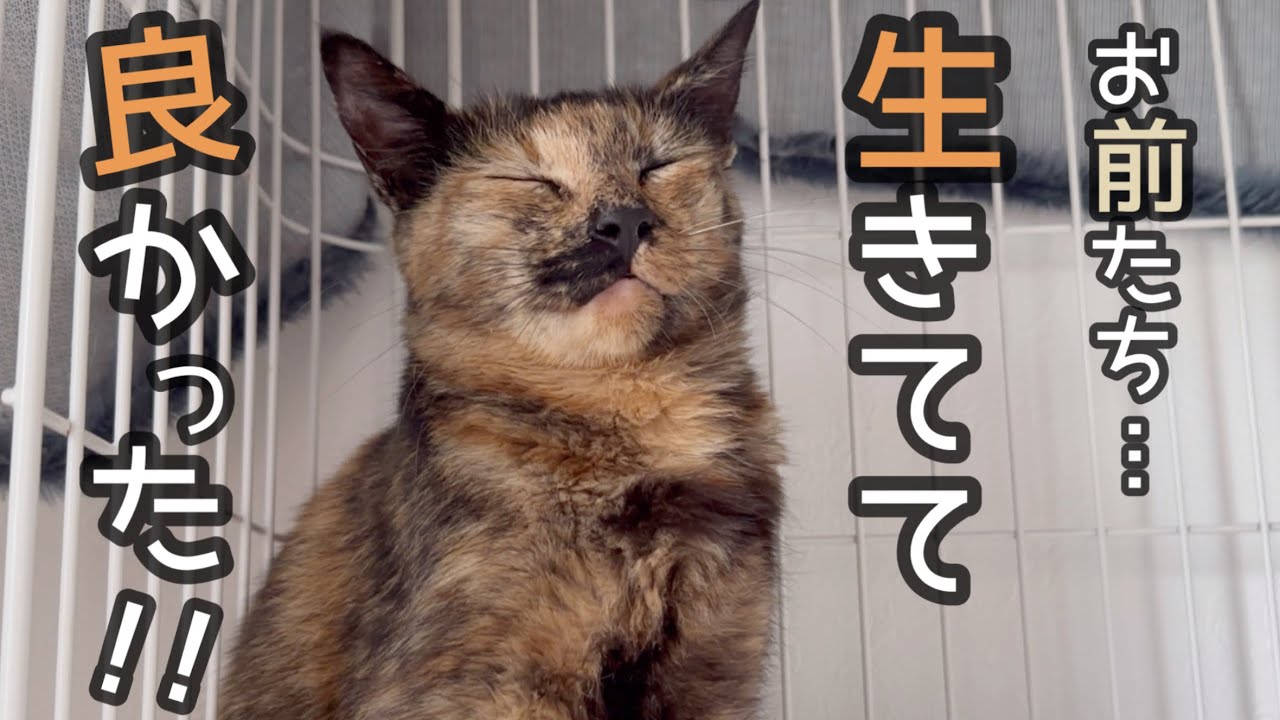 子供を失ったと思っていたお母ちゃんに、子猫を見せたらこんな事になりました！