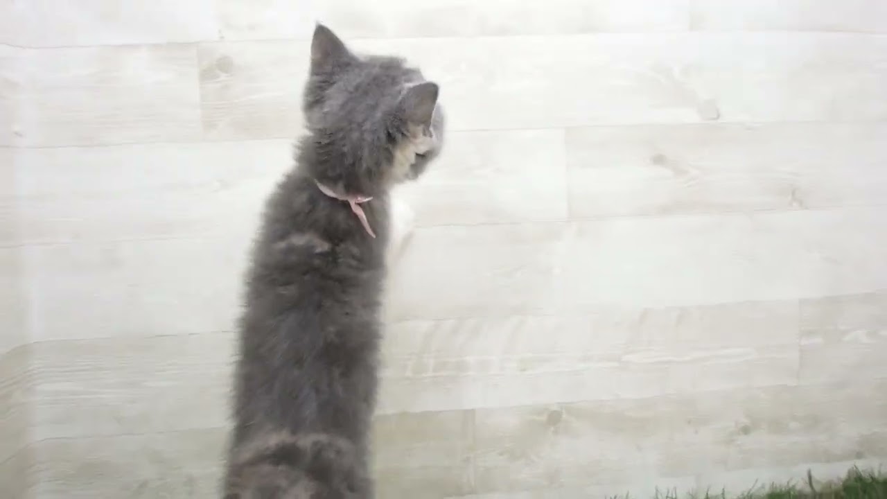 ペットショップcoo&riku No.00653547 アメリカンカール