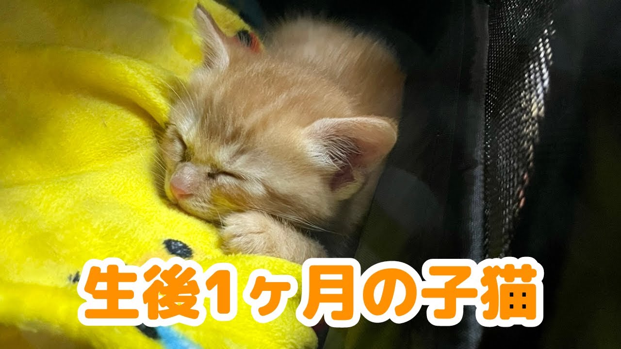 お迎え初日の子猫を振り返ったら可愛すぎましたw