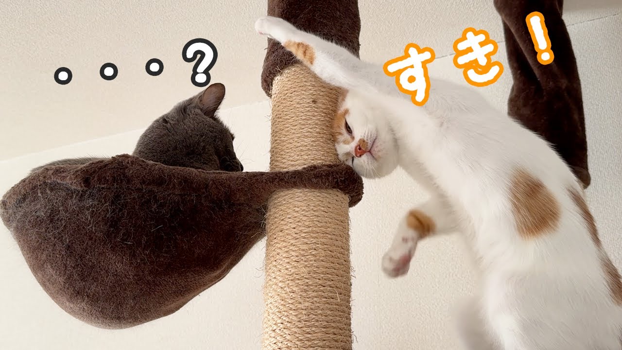 先住猫へのアピールが独特すぎる子猫ｗ