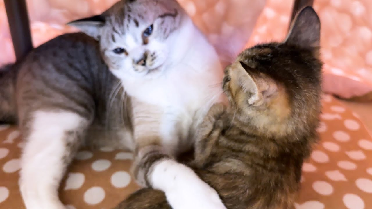 子猫が好きすぎてギュッしちゃった先住猫【子猫の初めてのこたつ】