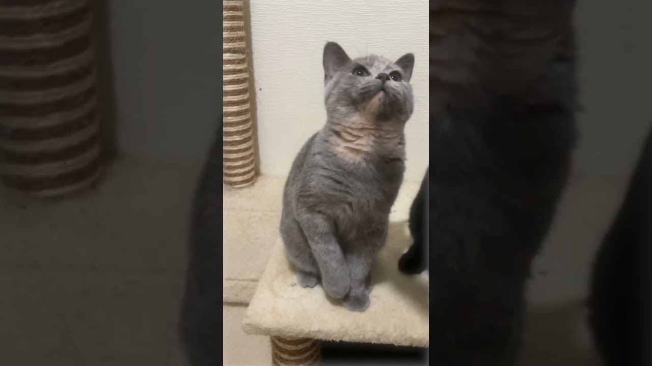 スコティッシュフォールド 優しい女の子❤️