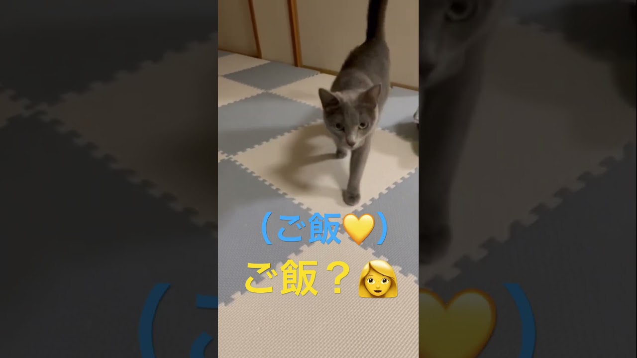 復活！可愛い「ご飯芸」💛（ロシアンブルー）#shorts