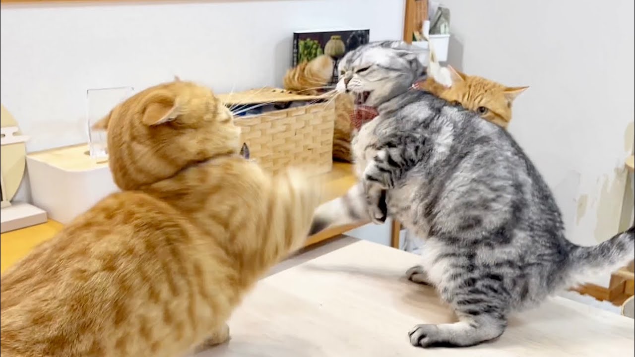 どさくさ紛れにあいちゃんのお尻の匂いを嗅いだ茶々パパが... #猫 #マンチカン