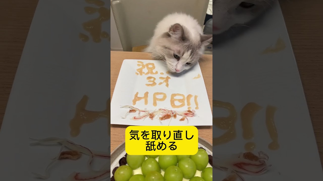 3歳になりました！happy birthday#ラグドール #猫 ＃お誕生日プレート