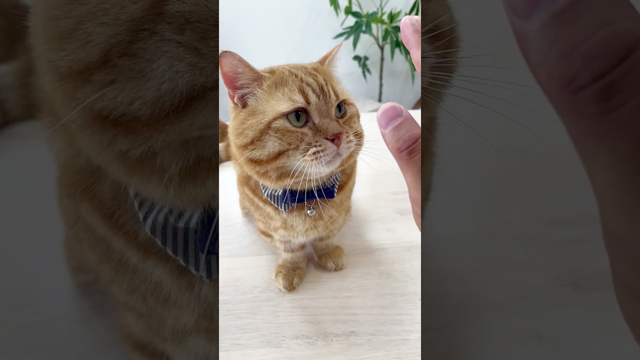 猫がハイタッチできるって本当？ #shorts