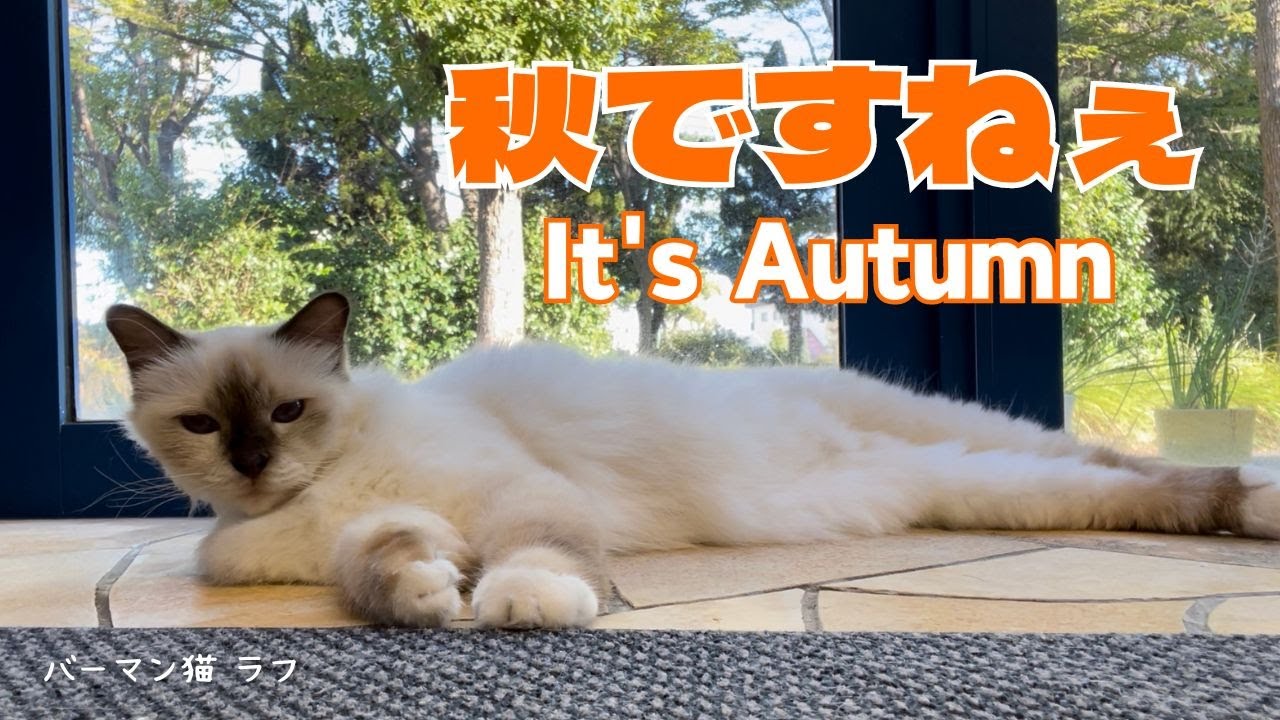 バーマン猫ラフ【秋ですねぇ】It's Autumn（バーマン猫）Birman/Cat