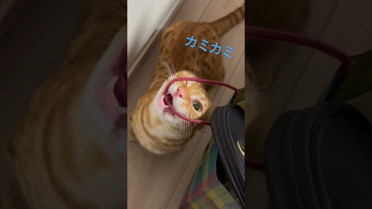 においする⁉️ #cat #キンカロー #猫 #catlover #catlovers #catvideo #catvideos #고양이 #猫のいる暮らし #子猫