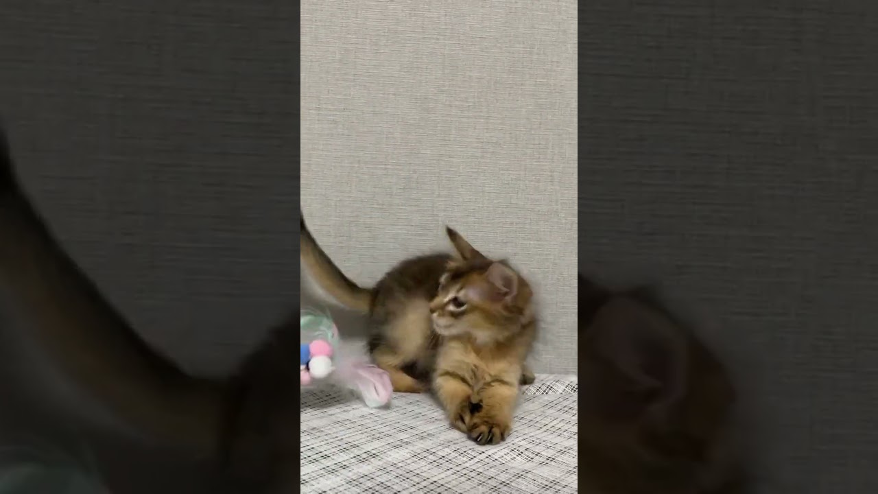 ソマリ 可愛い男の子！