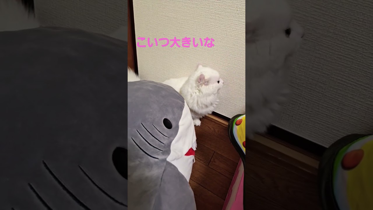 【オッドアイ幸せを呼ぶ猫】大きすぎてこいつは噛めないぞ#猫#cat#白猫#キンカロー#shorts