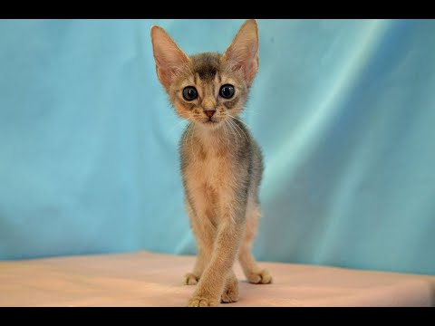 アビシニアン　NO.231011　ペットショップ『ヒラマツケンネル』の子猫