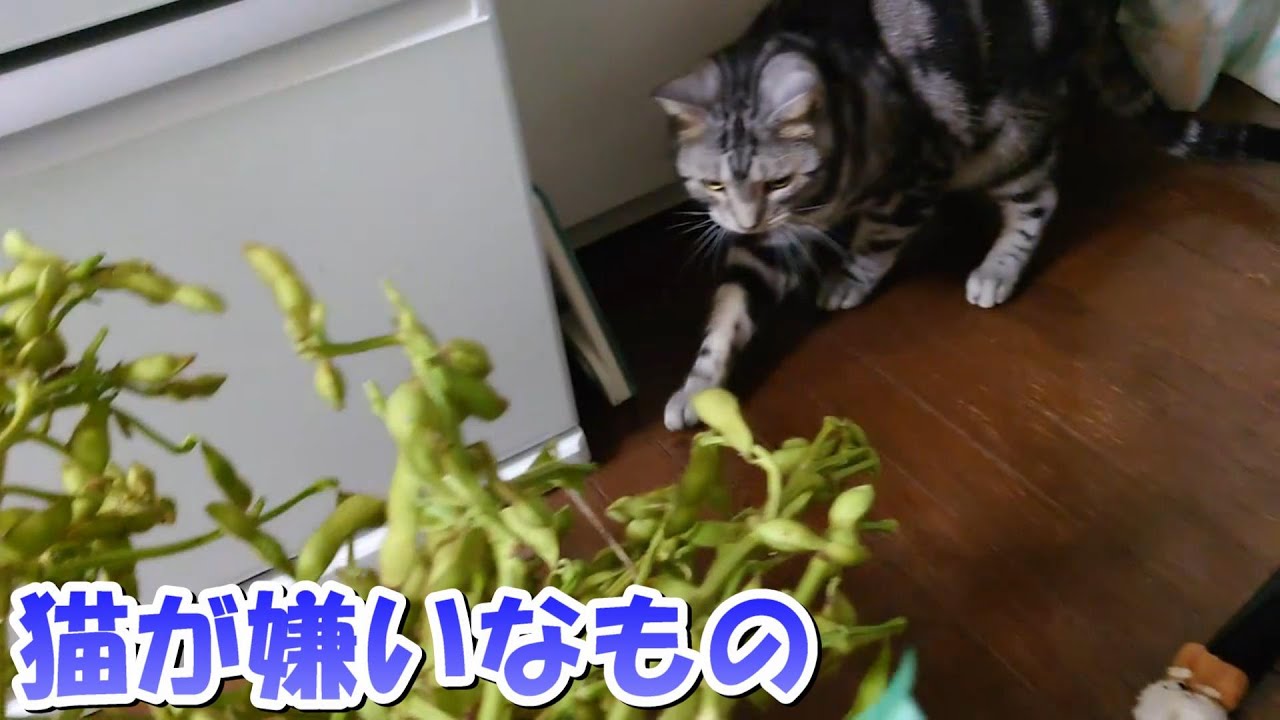猫が嫌いなもの（アメリカンショートヘア）