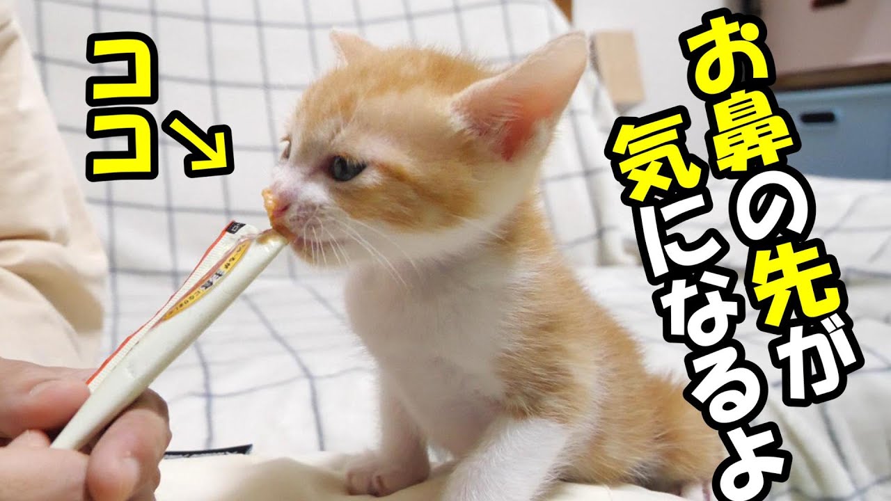 初めてのチュールに子猫のお鼻が気になるよ！？【赤ちゃん猫　保護猫】