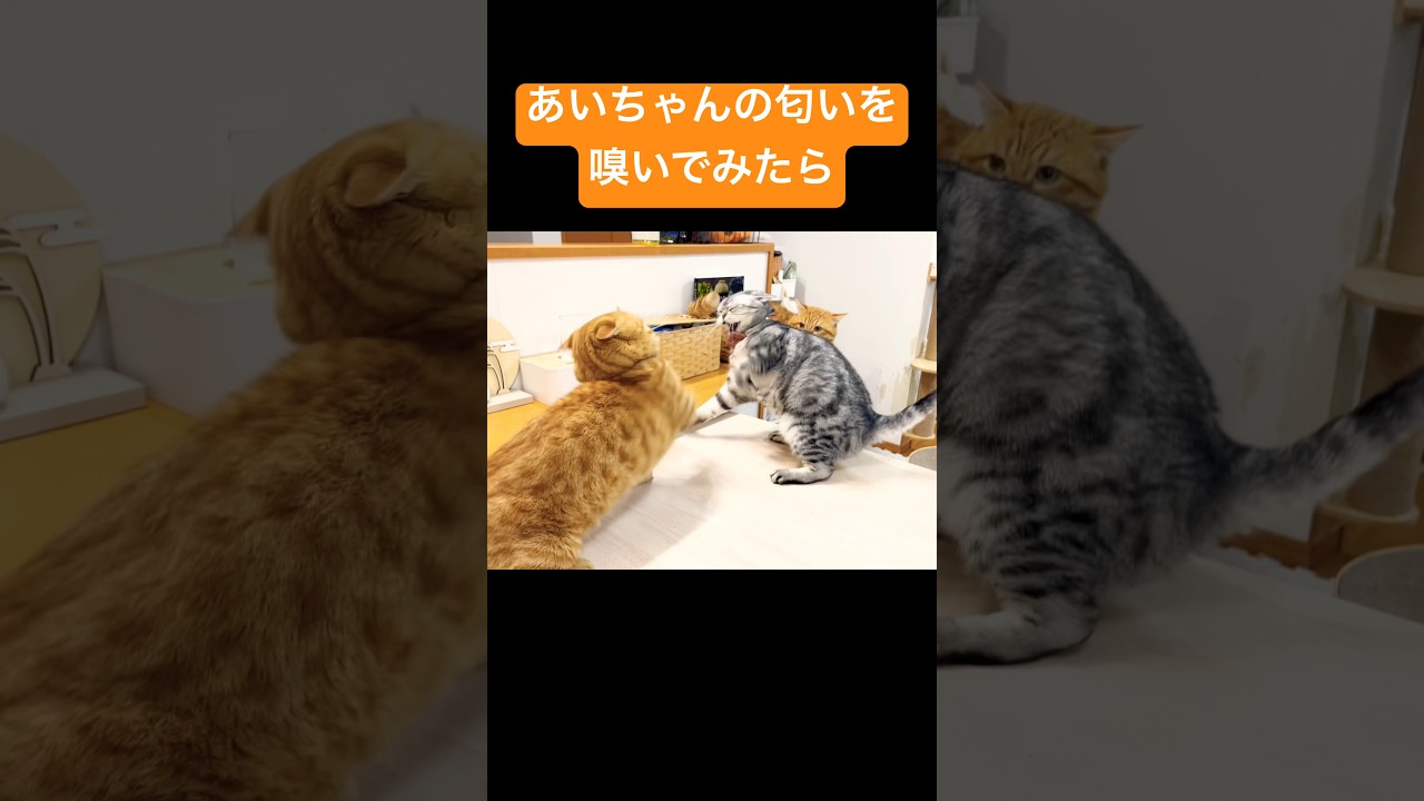 どさくさ紛れにあいちゃんのお尻の匂いを嗅いだらめちゃくちゃ怒られた茶々パパ #猫 #マンチカン #shorts