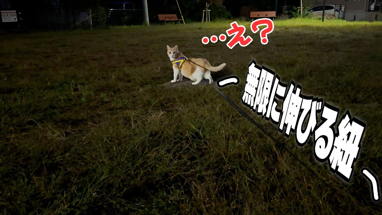 お散歩用のリードを無限に伸びるようにしたら猫がめちゃくちゃ困惑し始めましたwww