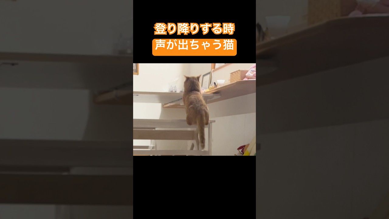 登り降りする時『よっこらせ』的な声が出ちゃう猫 #猫 #マンチカン #shorts