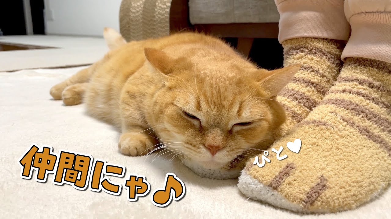 愛猫とお揃いの足になったら離れなくなりました…！