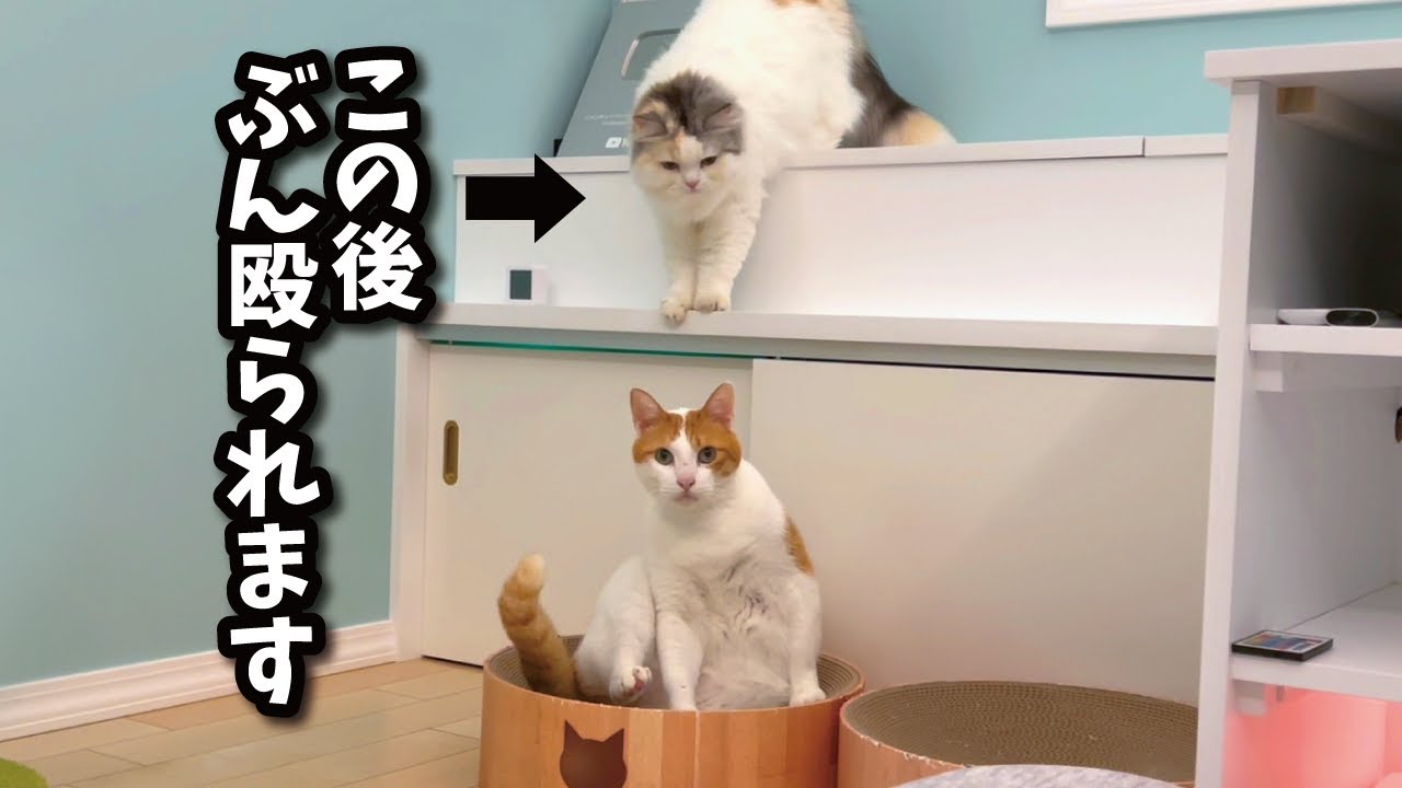 イタズラばかりする後輩猫に悲劇がおとずれました…【関西弁でしゃべる猫】【猫アテレコ】