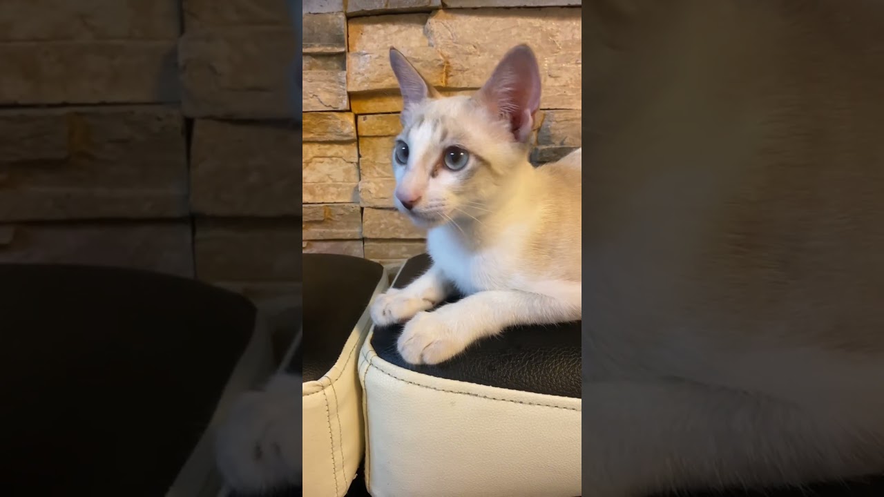 Cute Cat Relaxing Night🧡🐱 #cat #relax #catlover #shorts