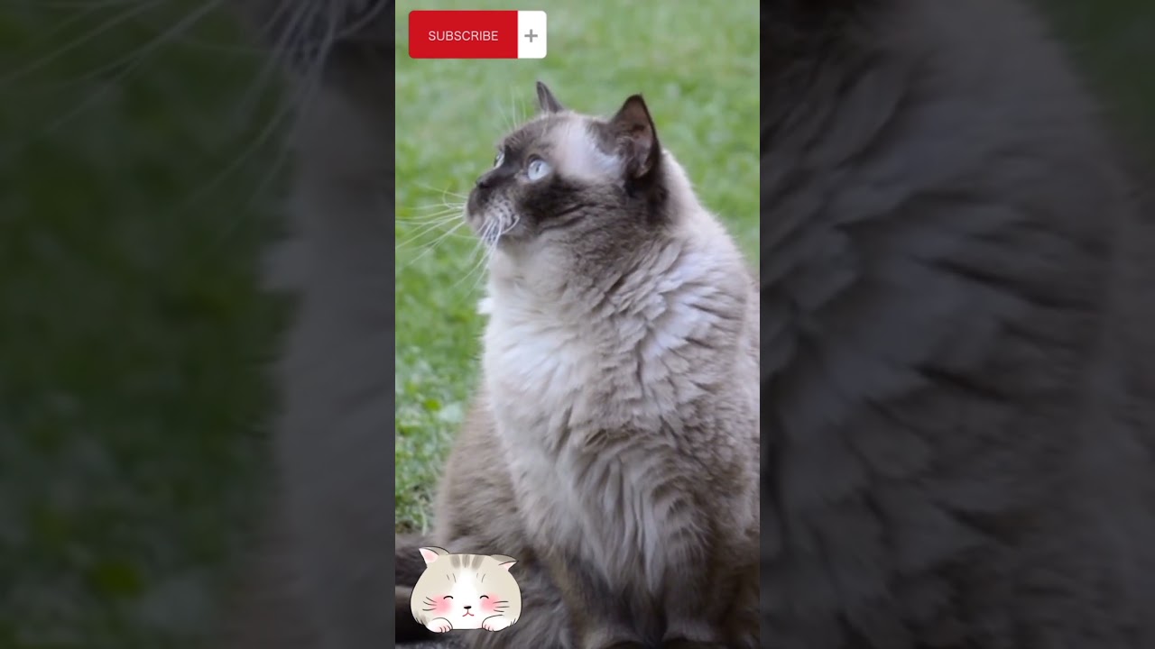 Kucing Lucu #shorts #shortsvideo
