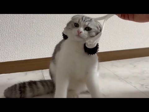 【美容猫】美顔ローラーして癒されてる猫が可愛すぎるｗ