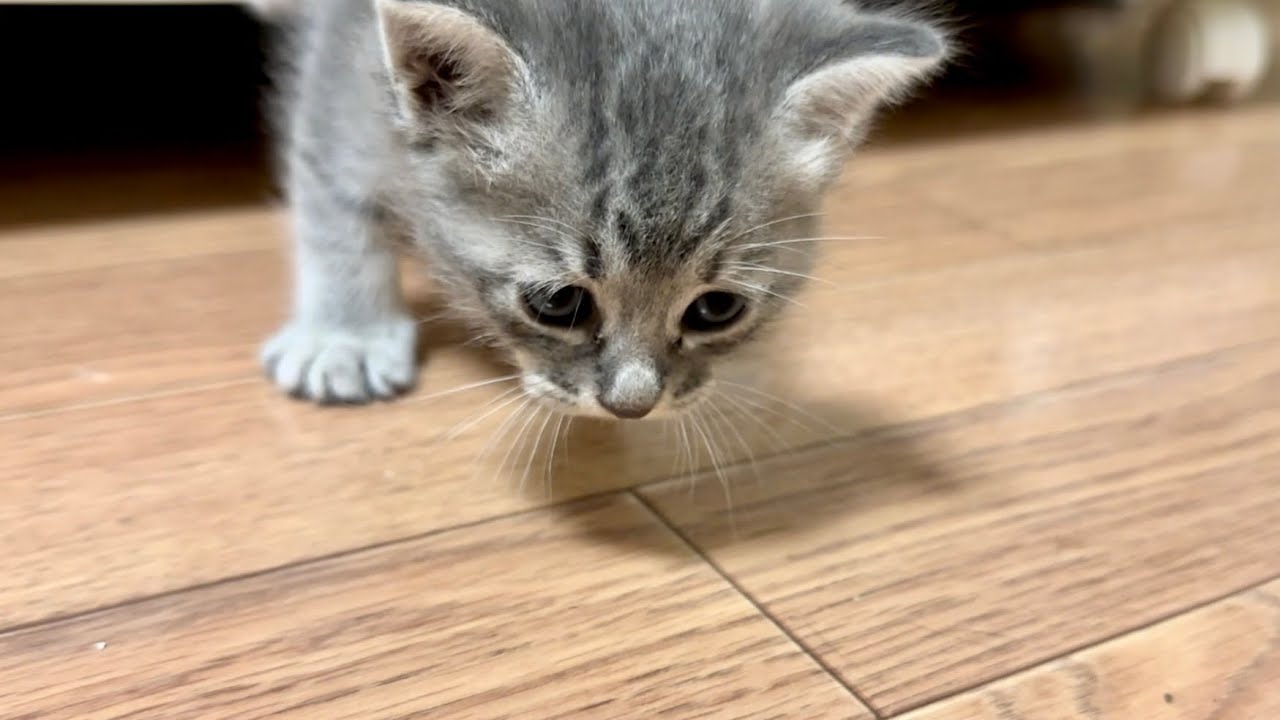 離れてもヨチヨチついてくる保護した子猫。