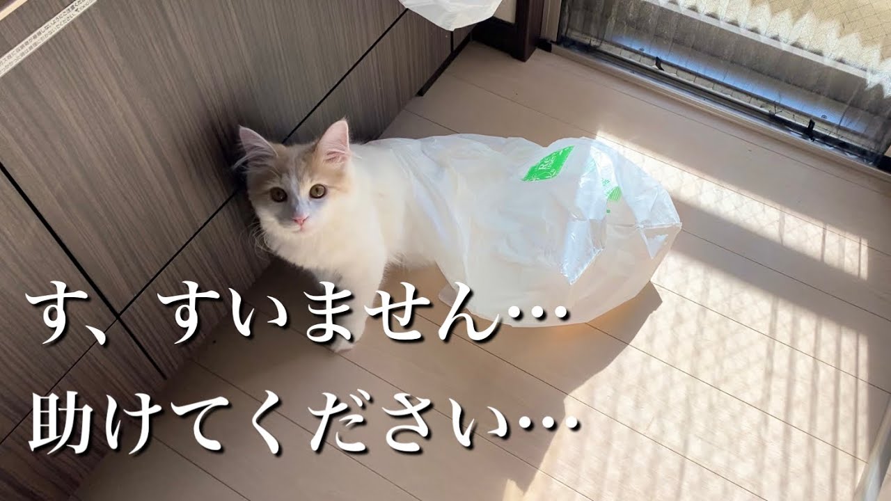まさかのハプニングに助けを求める子猫w