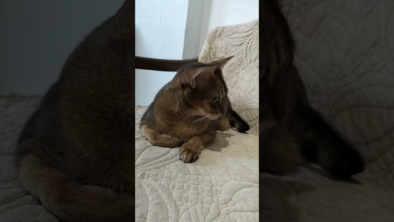 ネコ動画あび#2397　#shorts　#あび #ねこ #ネコのあび #猫動画