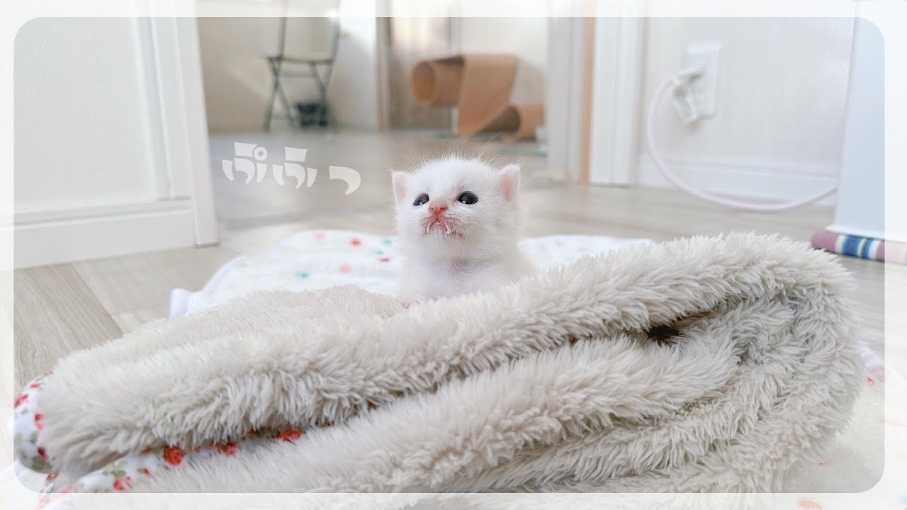 【163gのひとりっ子猫】オンとオフが切替られる子猫★何か別のものに見えてしまう時がある【保護猫生活5日目2】