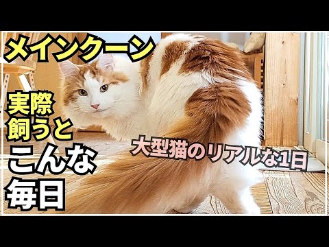 実際に猫が落ち着ける場所ってこんなところ！【大型猫メインクーンの日常】