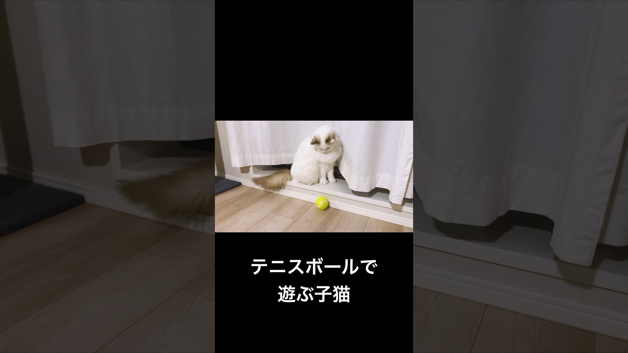 Vlog #106 | おもちゃのテニスボールで遊ぶ子猫 #猫