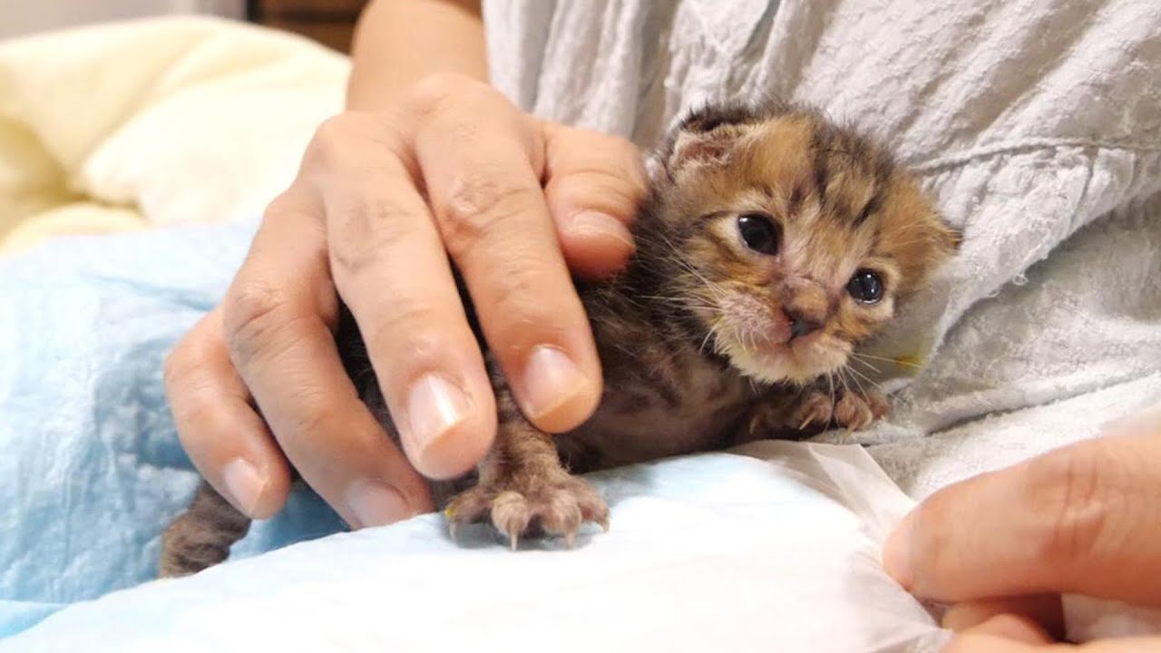 子猫が幸せそうな顔でママに抱っこされる【赤ちゃん猫　保護猫】