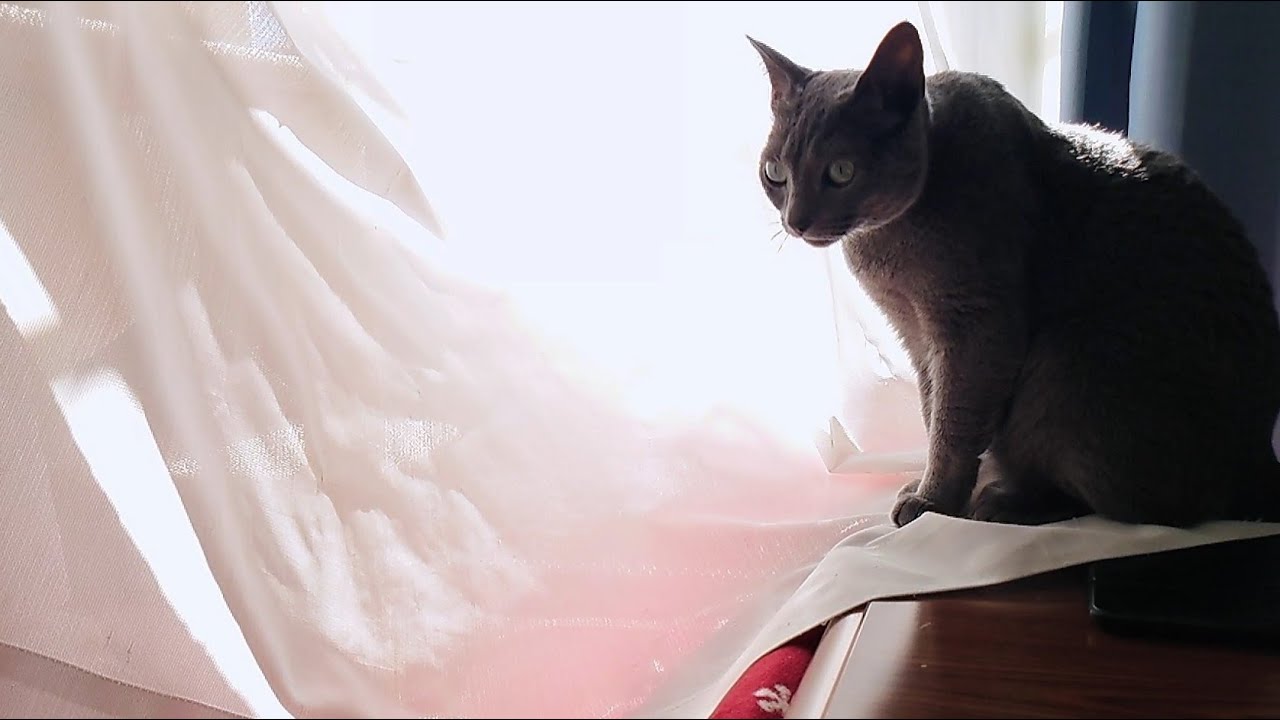 【猫動画】カーテンを開けてほしいロシアンブルー【russianbule】Russian blue wants you to open the curtains
