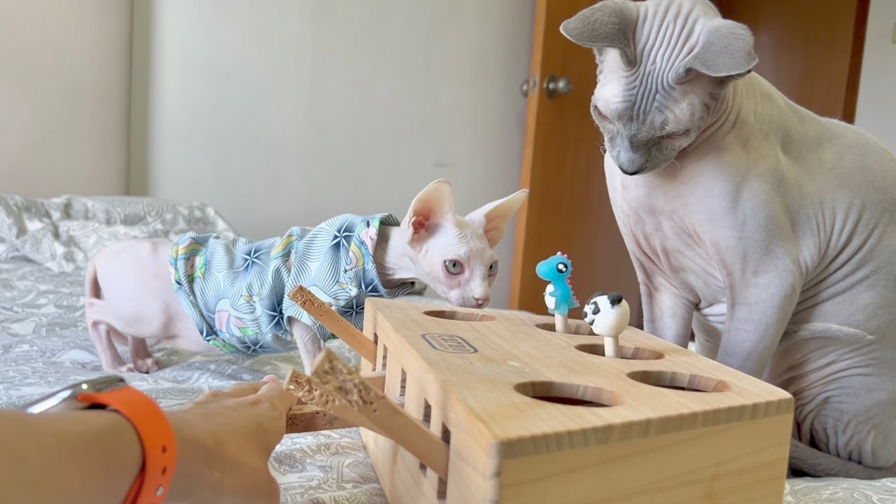 毛のない子猫が知育おもちゃに挑戦【スフィンクス猫】