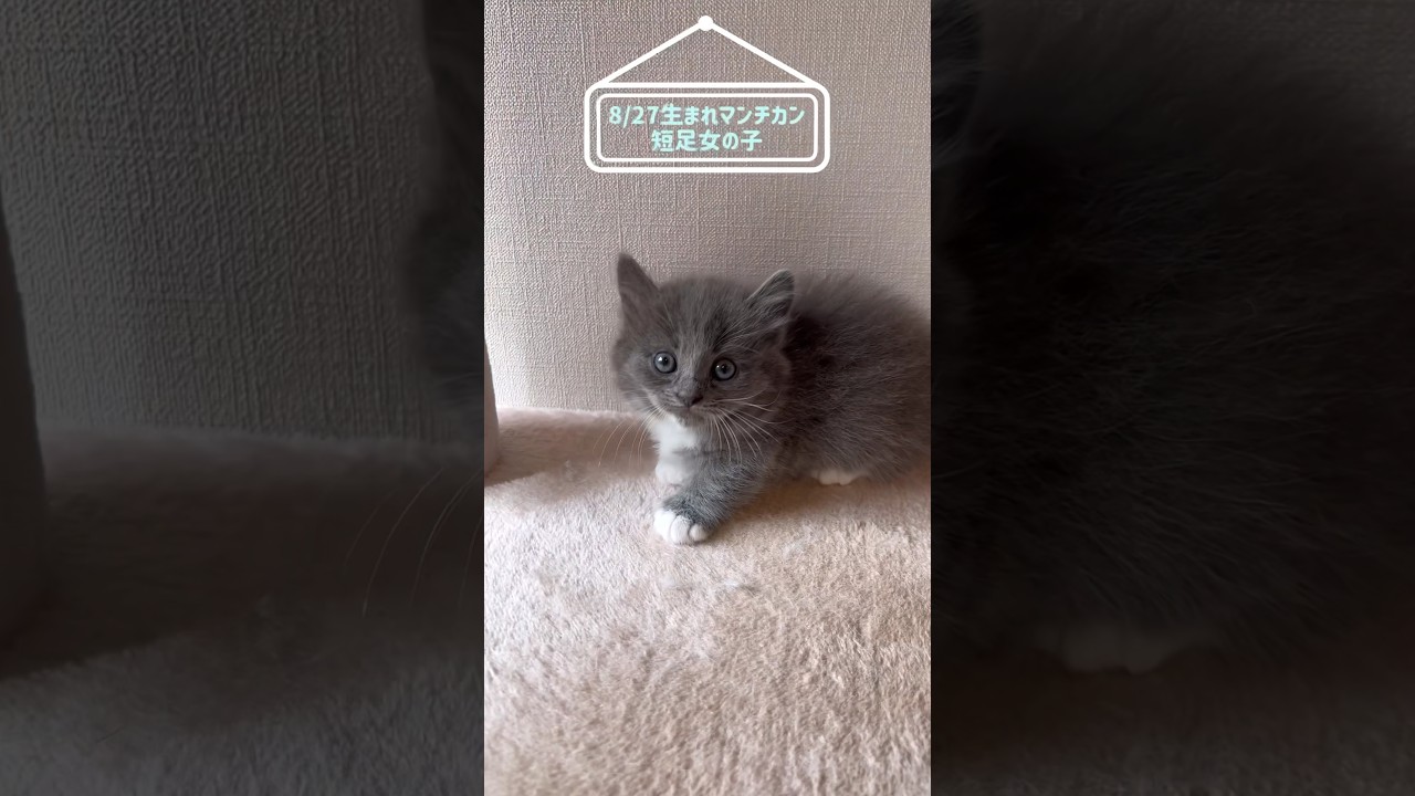 8/27生まれマンチカン女の子！とっても脚が短いんです　#munchkin #マンチカン#子猫