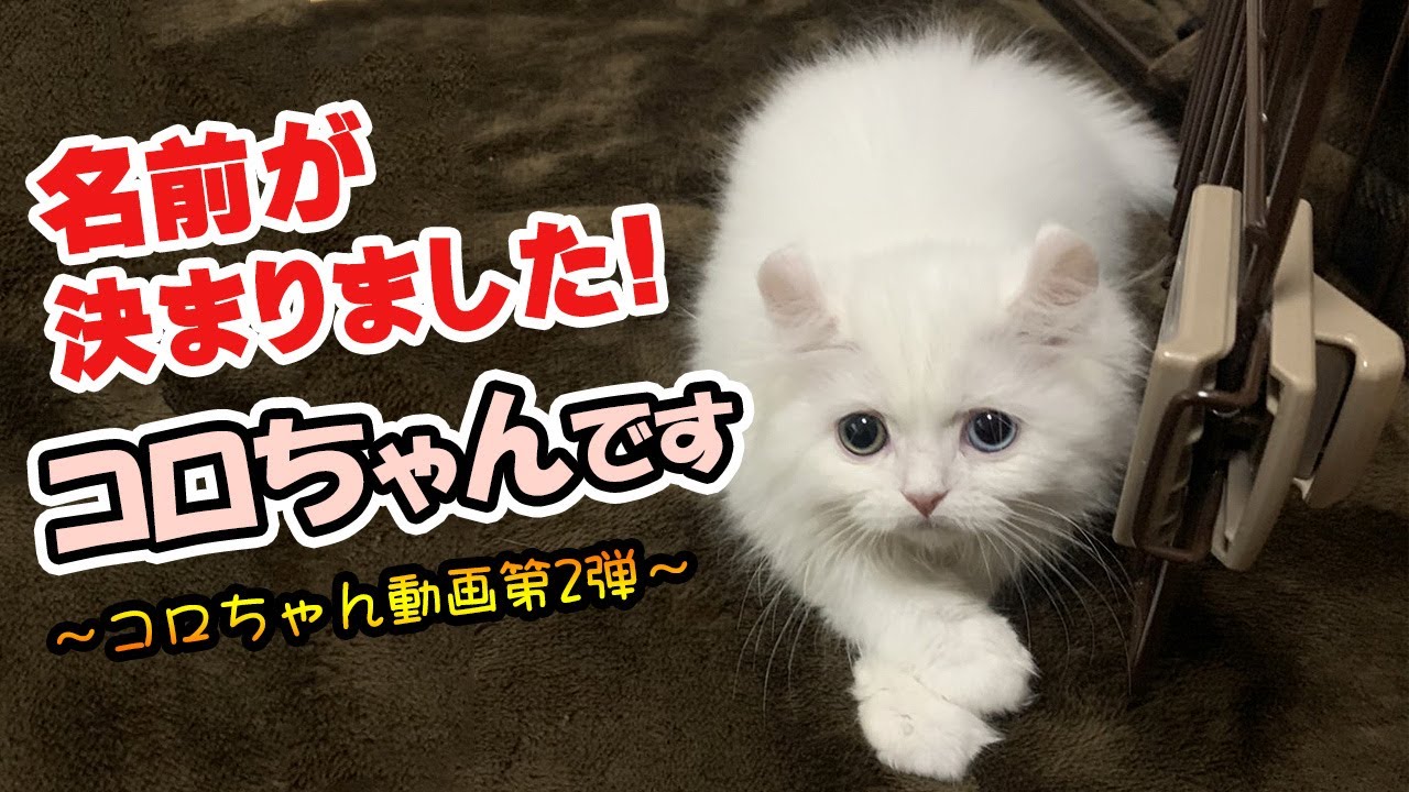 コロちゃん猫じゃらしで遊ぶ【アメリカンカール】
