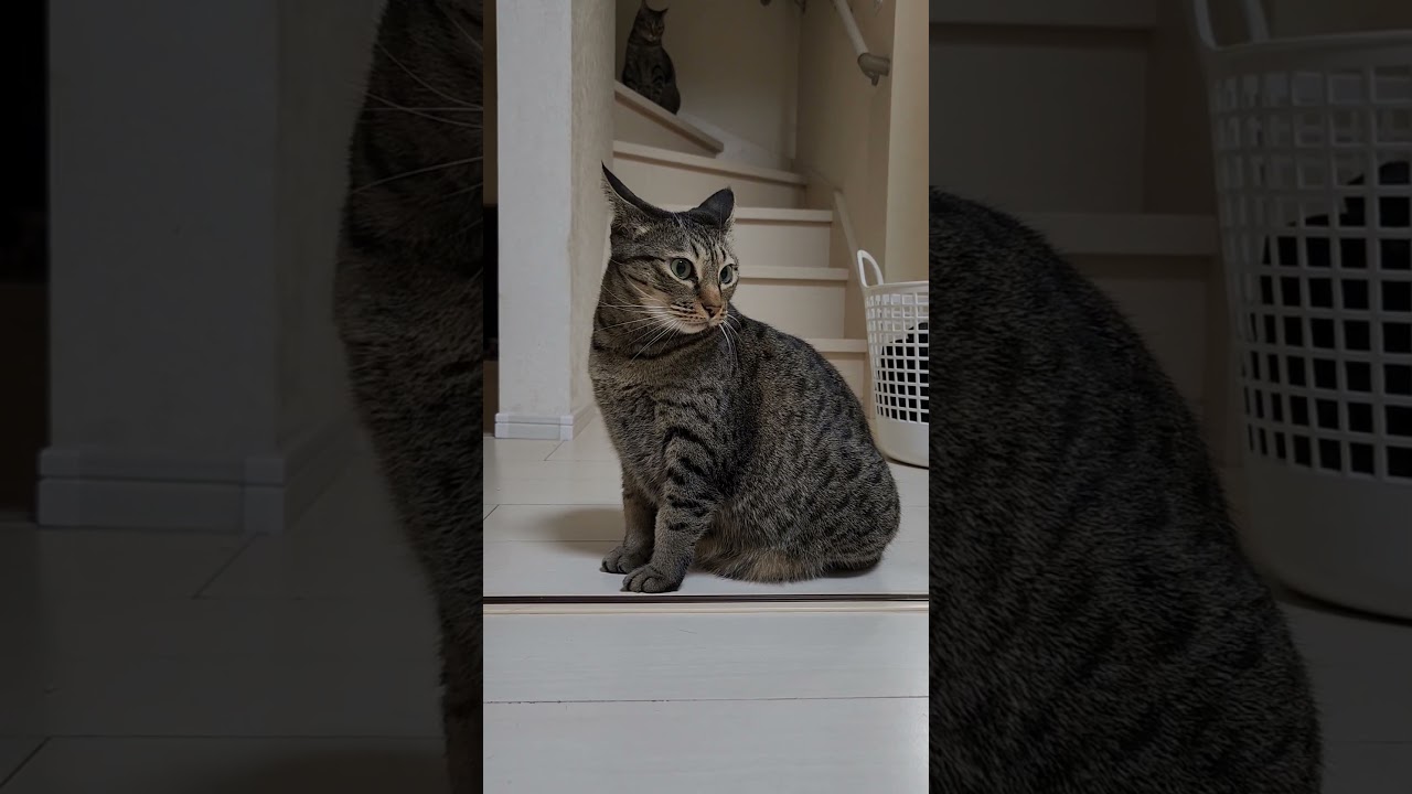 オシキャットのカラちゃん、突然の雷雨にイカ耳になる　#shorts