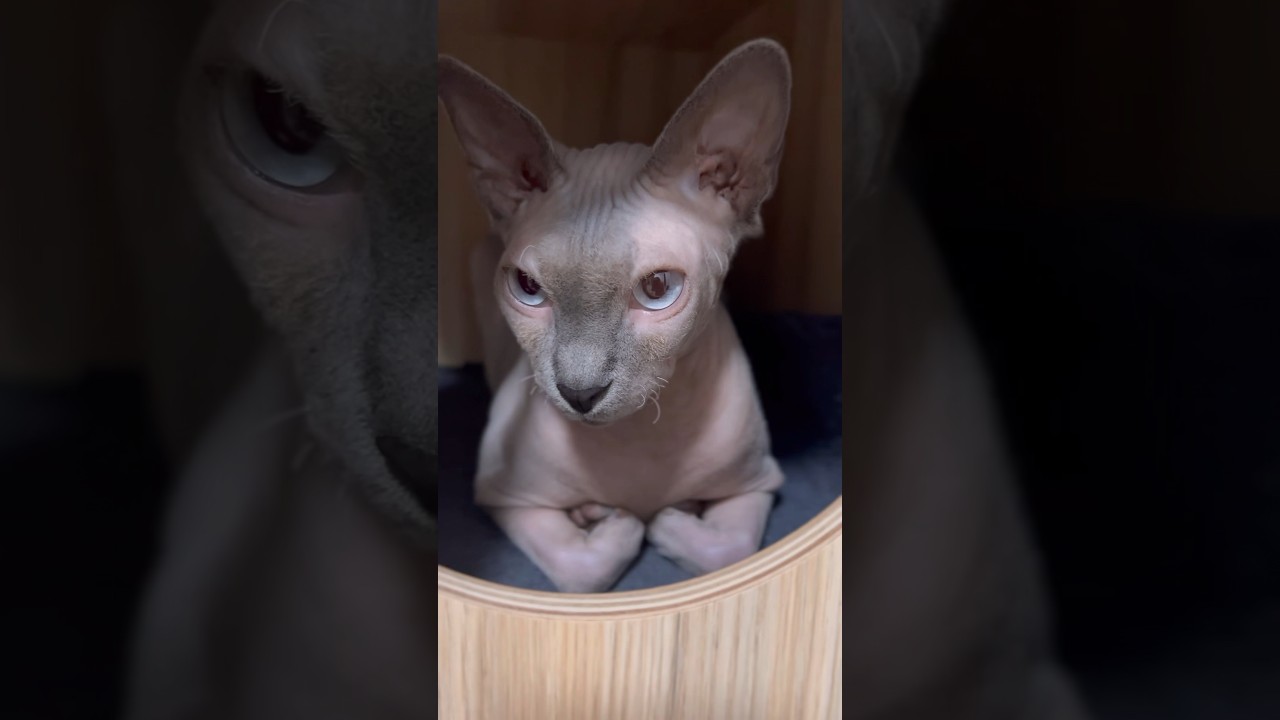 この前足が好きすぎてたまらない【スフィンクス猫】