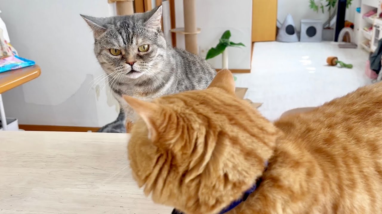 突然、妻に甘い声で何かを囁いた茶々パパ #猫 #マンチカン