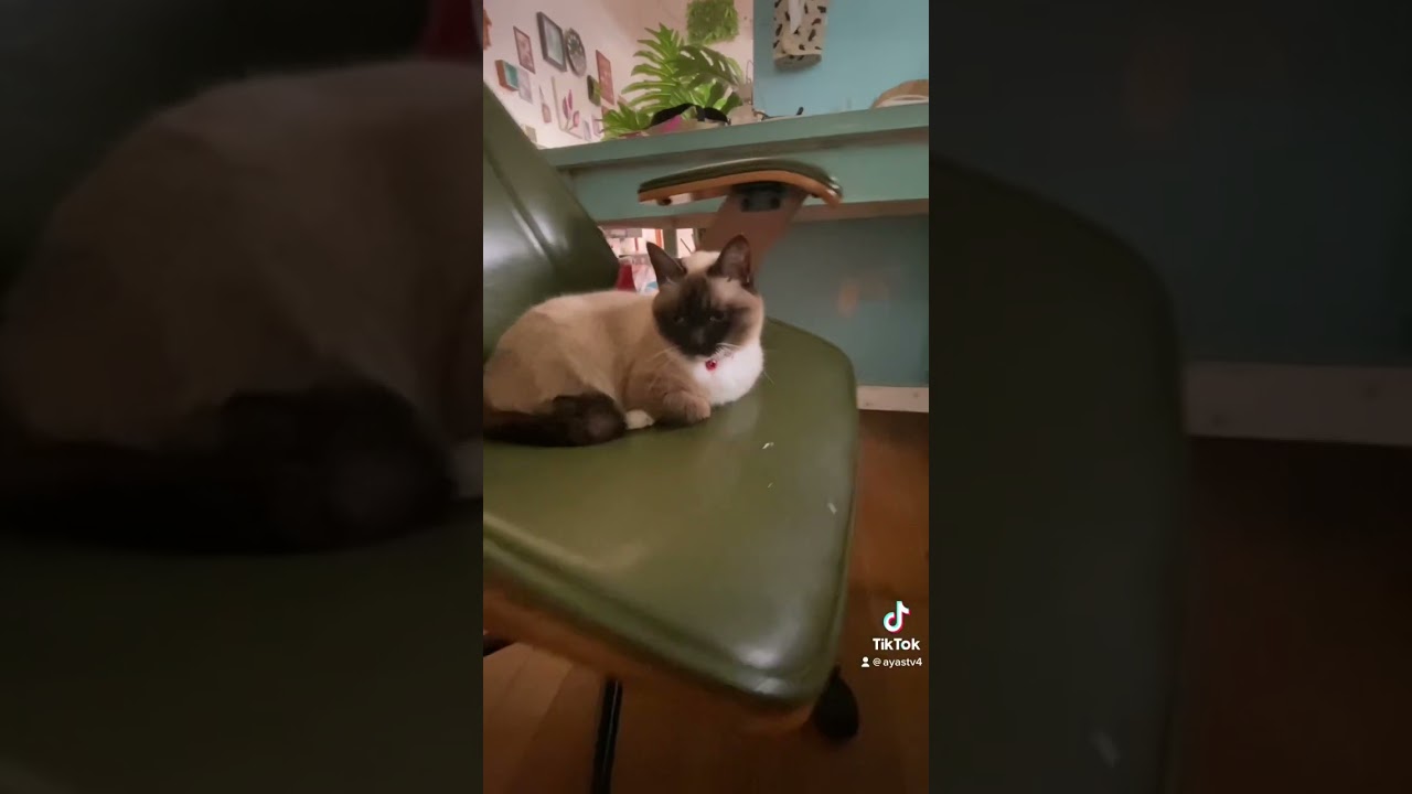 #お猫様 #シャム猫 #猫のいる暮らし #三毛猫 #ハチワレ猫 #猫のいる生活 #shorts