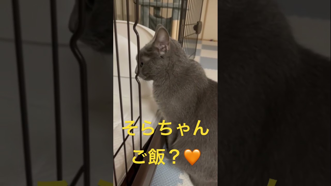 「ご飯芸」〜振り向き美人ver〜（ロシアンブルー）#shorts