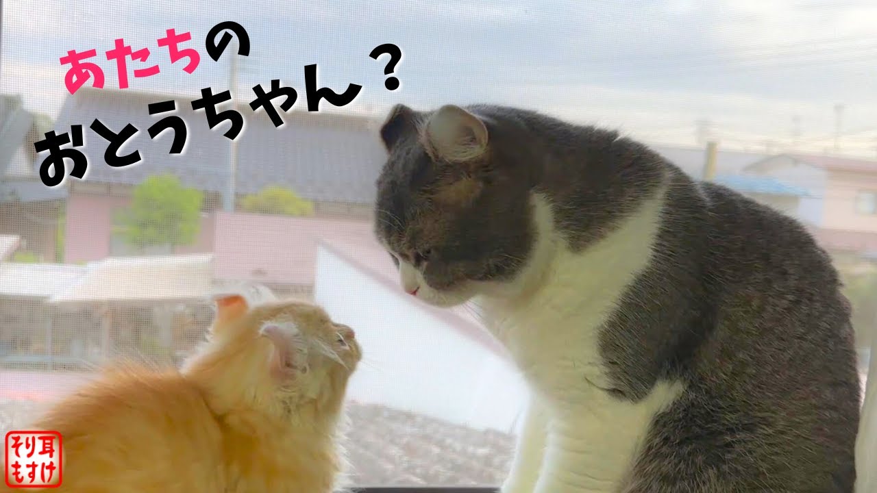威嚇しまくり子猫がついに心を開いて本当の親子みたいになりました【お迎え】