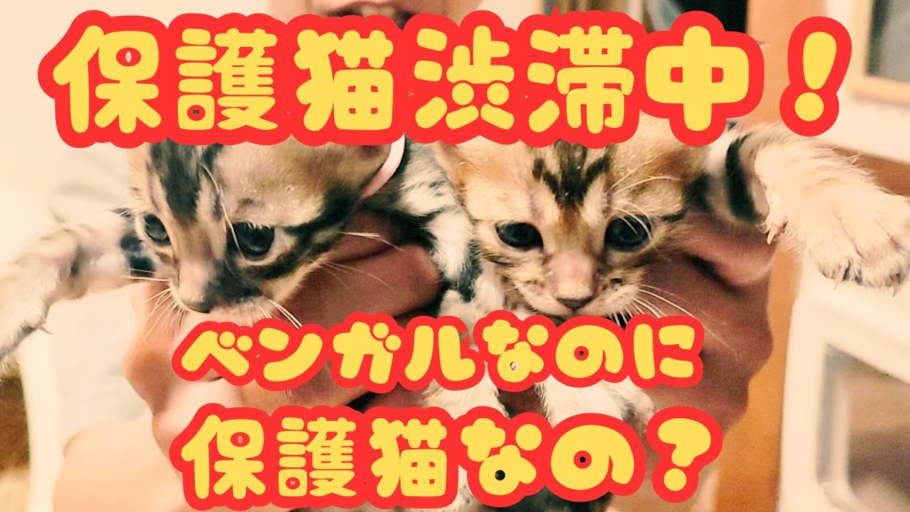 【ベンガルの仔猫】保護猫ベンガル軍団渋滞中！ #かわいい猫 #仔猫 #里親募集