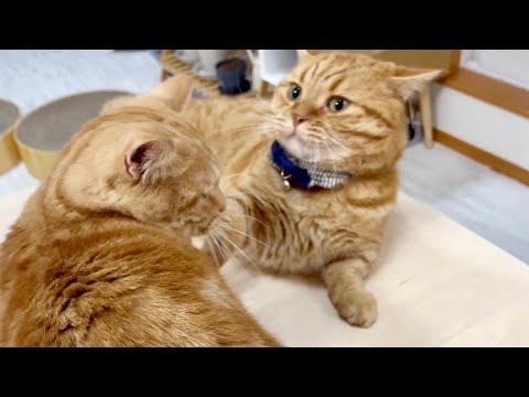 『今はパパの撫で撫でタイムなのん！』 #猫 #マンチカン