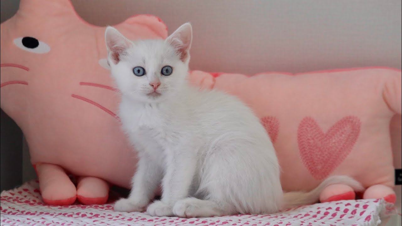 8/27生まれマンチカンブルーアイの真っ白さん　#munchkin #munchkinkitten #マンチカン長足 #子猫動画 #白猫#ブルーアイ