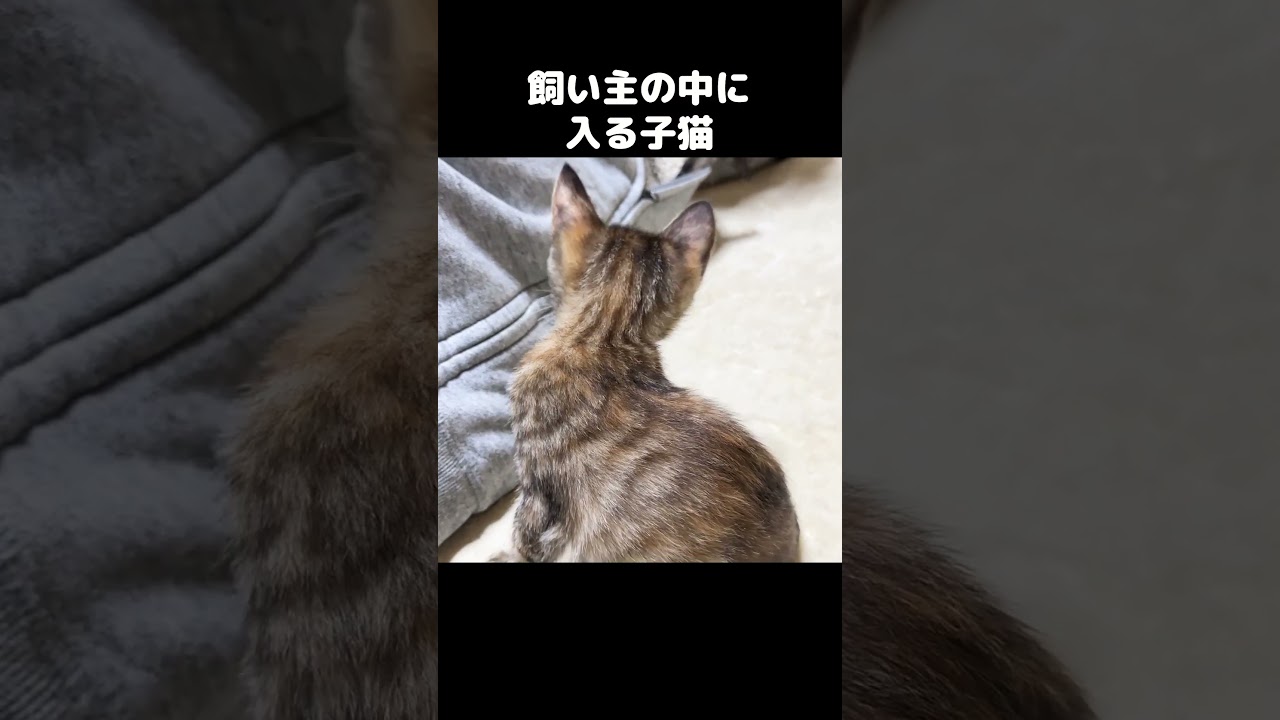 飼い主の服の中に子猫が入ってきてくすぐったい…笑　#shorts