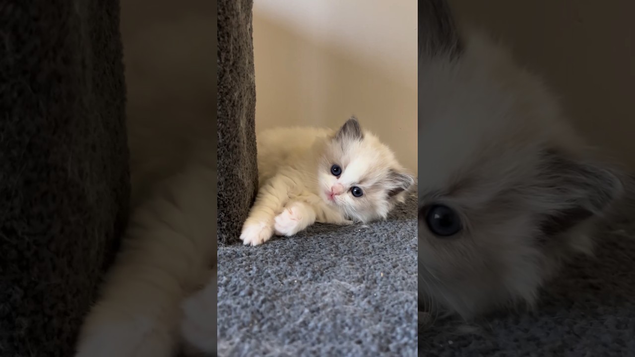 Ragdoll Kitten with Amazing Eyes 🐱 #ragdollcat #cutecats #布偶猫 #catshorts