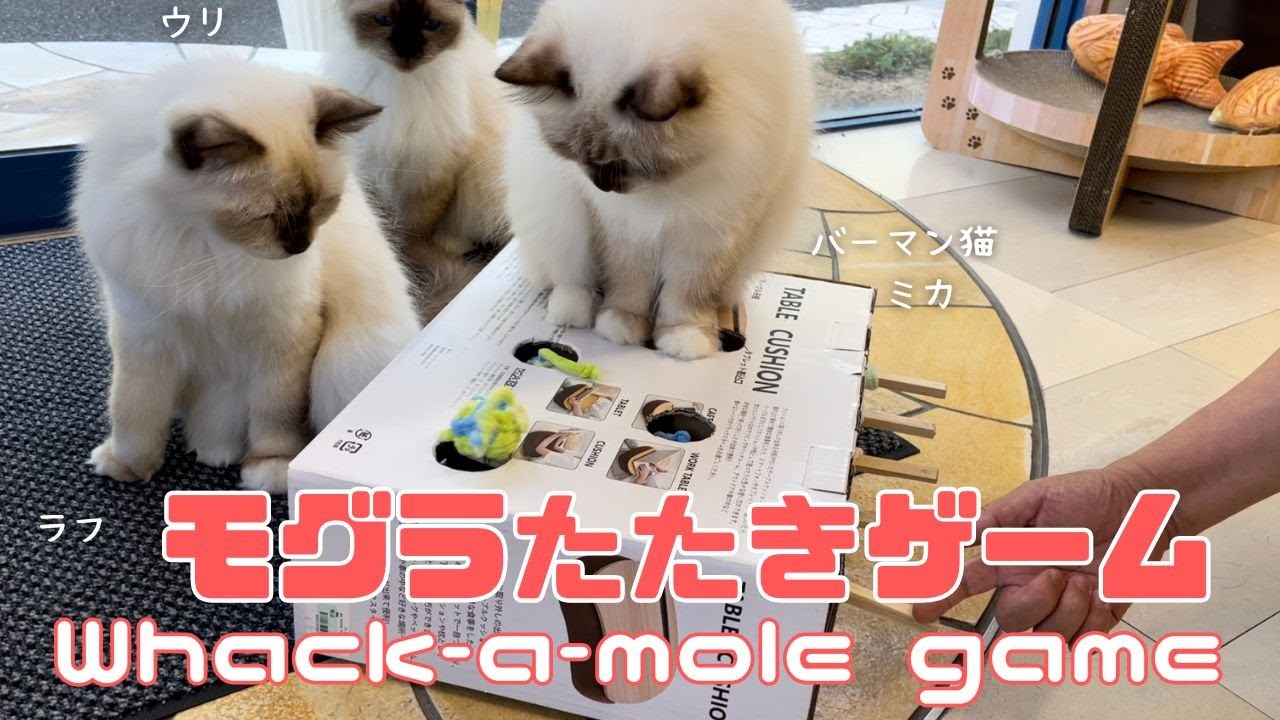 バーマン猫ラフとウリとミカ【モグラたたきゲーム】Whack-a-mole game（バーマン猫）Birman/Cat